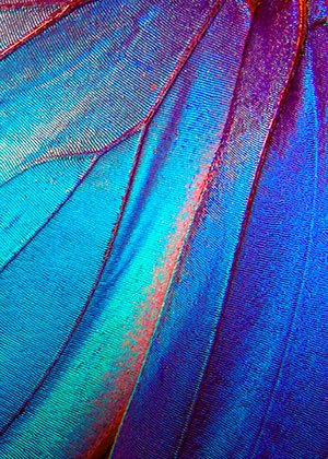 BG papillon bleu BG papillon bleu